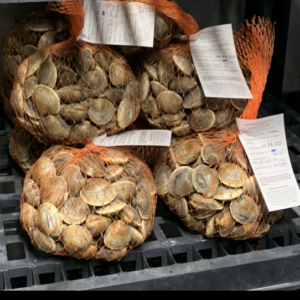 Top Neck Clams