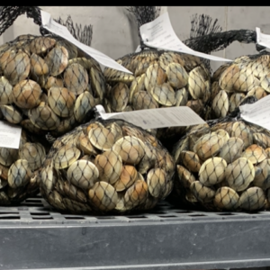 Middle Neck Clams