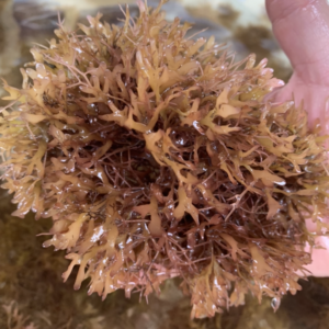 Gracilaria Mammillaris